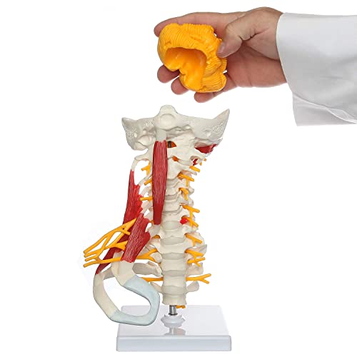 UIGJIOG Piel Cervical con Hueso Occipital, Nervios y músculos Modelo de anatomía.