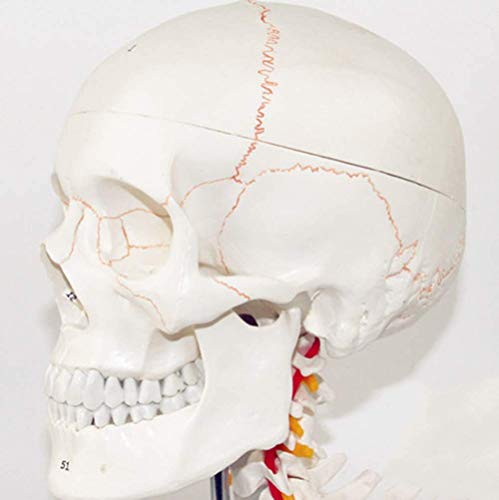 Water cup Modelo Médico Cráneo Cerebro Modelo Anatomía Esqueleto 11 Piezas Herramientas Flexibles Y Desmontables Necesidades De Aprendizaje Médico 33 X 25 X 18 Cm