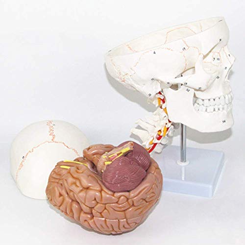 Water cup Modelo Médico Cráneo Cerebro Modelo Anatomía Esqueleto 11 Piezas Herramientas Flexibles Y Desmontables Necesidades De Aprendizaje Médico 33 X 25 X 18 Cm