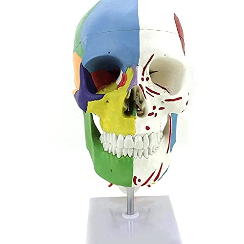 XIYAN Modelo De Cráneo De Tamaño Natural 1: 1, Modelo De Cráneo De Color Humano con Columna Cervical, Modelo Anatómico De Enseñanza Médica De Cráneo Desmontable