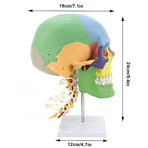 XIYAN Modelo De Cráneo De Tamaño Natural 1: 1, Modelo De Cráneo De Color Humano con Columna Cervical, Modelo Anatómico De Enseñanza Médica De Cráneo Desmontable