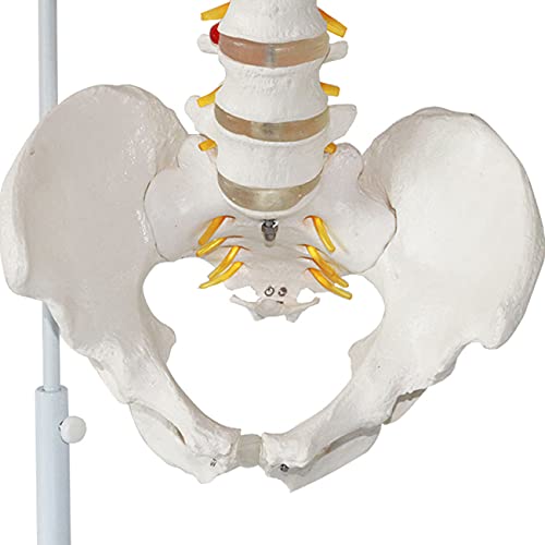 ZJM Modelo Anatómico De Columna Flexible, Modelo De Columna Vertebral De Tamaño Natural De 33,4"con Vértebras, Nervios, Arterias, Columna Lumbar Y Pelvis, Incluye Soporte