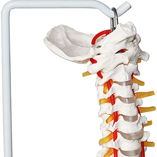 ZJM Modelo Anatómico De Columna Flexible, Modelo De Columna Vertebral De Tamaño Natural De 33,4"con Vértebras, Nervios, Arterias, Columna Lumbar Y Pelvis, Incluye Soporte