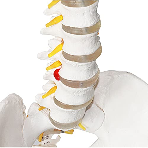 ZJM Modelo Anatómico De Columna Flexible, Modelo De Columna Vertebral De Tamaño Natural De 33,4"con Vértebras, Nervios, Arterias, Columna Lumbar Y Pelvis, Incluye Soporte