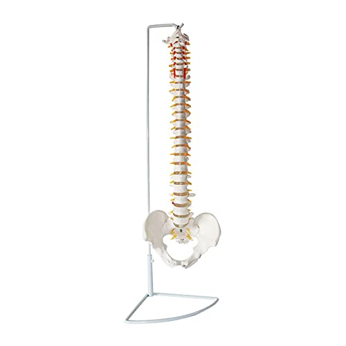 ZJM Modelo Anatómico De Columna Flexible, Modelo De Columna Vertebral De Tamaño Natural De 33,4"con Vértebras, Nervios, Arterias, Columna Lumbar Y Pelvis, Incluye Soporte