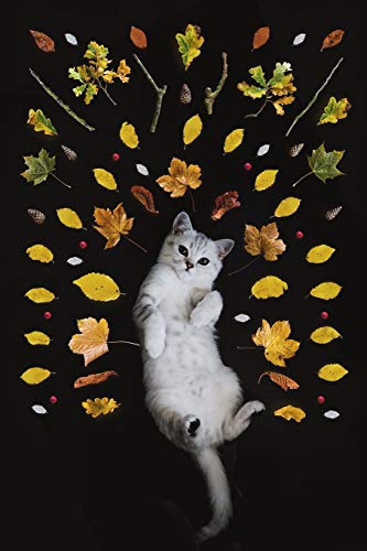 2019-2020 Weekly Planner: Cat-alog of Curiosities Kitten Academic Calendar With Goal-Setting Section July 2019-December 2020, 6"x9"