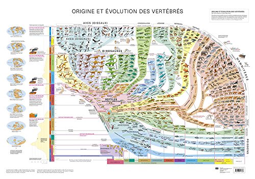 ATLAS DES VERTEBRES - POSTER - ORIGINE ET EVOLUTION DES VERTEBRES (LEP)