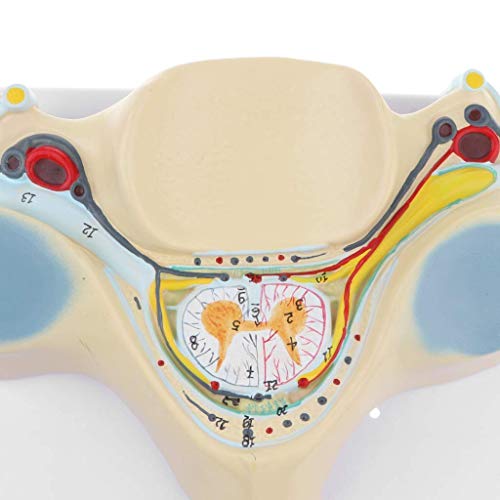 backbayia aumento 7 x modelo nervio vértebra cervical quinta estructura objetos de colección