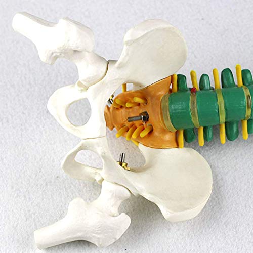 BJH Modelo de Columna Vertebral - Modelo Flexible de Columna Vertebral pélvica de Color de 40 cm - con Nervios espinales, Pelvis, fémur, tamaño Medio con Soporte