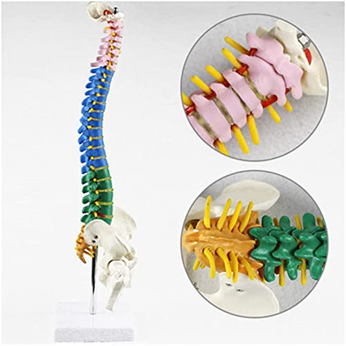 BJH Modelo de Columna Vertebral - Modelo Flexible de Columna Vertebral pélvica de Color de 40 cm - con Nervios espinales, Pelvis, fémur, tamaño Medio con Soporte