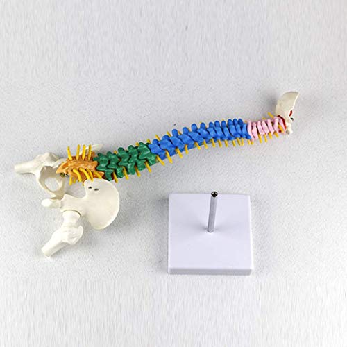 BJH Modelo de Columna Vertebral - Modelo Flexible de Columna Vertebral pélvica de Color de 40 cm - con Nervios espinales, Pelvis, fémur, tamaño Medio con Soporte