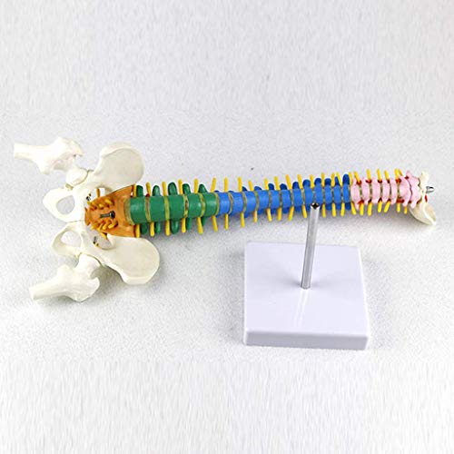 BJH Modelo de Columna Vertebral - Modelo Flexible de Columna Vertebral pélvica de Color de 40 cm - con Nervios espinales, Pelvis, fémur, tamaño Medio con Soporte