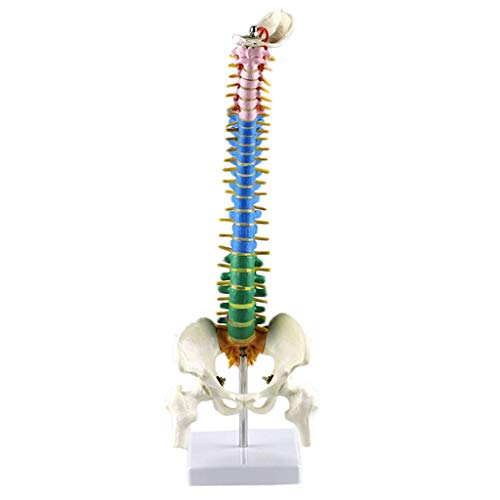 BJH Modelo de Columna Vertebral - Modelo Flexible de Columna Vertebral pélvica de Color de 40 cm - con Nervios espinales, Pelvis, fémur, tamaño Medio con Soporte