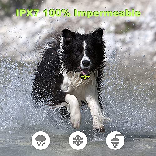 Collar de Adiestramiento para Perros, IPX7 Collar Recargable a Prueba de Agua para Perros Pequeños Medianos Grandes, 4 Modos de Entrenamiento y Rango Remoto de 800 Metros