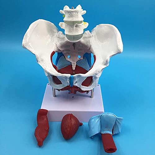 DERUKK-TY Montaje Modelo de Montaje 1: 1 Modelo de Pelvis Femenina Humana | con los músculos del Piso del Pubis del coxis Sacro | Modelo de órgano reproductivo | Modelo de Esqueleto