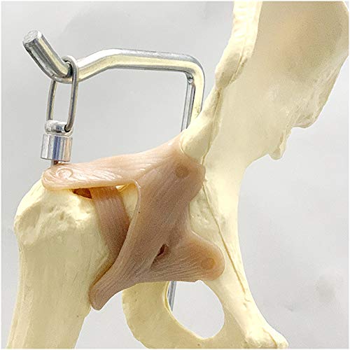 Esqueleto humano Hueso Modelo - Modelo Bundle - Flexible pelvis humana,Fémur,Articulación la cadera, ligamento,articulación la rodilla, ligamentos,Pie conjunta,tendón y hueso metacarpiano Modelo,A