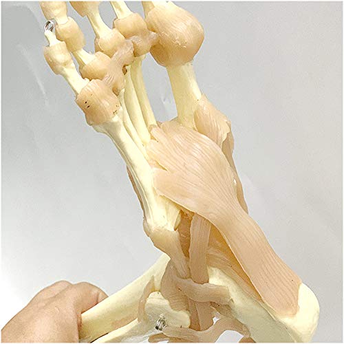 Esqueleto humano Hueso Modelo - Modelo Bundle - Flexible pelvis humana,Fémur,Articulación la cadera, ligamento,articulación la rodilla, ligamentos,Pie conjunta,tendón y hueso metacarpiano Modelo,A