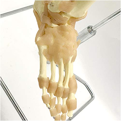 Esqueleto humano Hueso Modelo - Modelo Bundle - Flexible pelvis humana,Fémur,Articulación la cadera, ligamento,articulación la rodilla, ligamentos,Pie conjunta,tendón y hueso metacarpiano Modelo,A