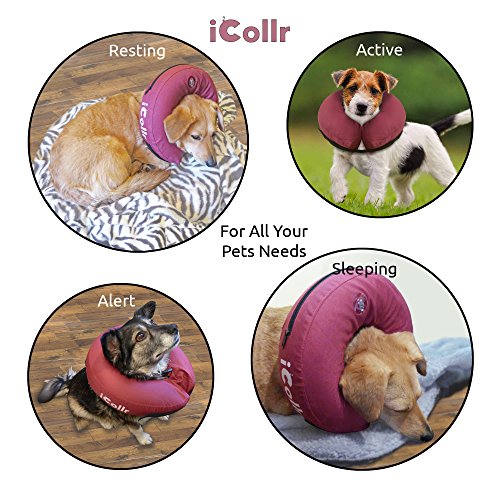 iCollr - El Collar Inflable - Collar Protector para Perros y Gatos en la Recuperación Postoperatoria (Media +)