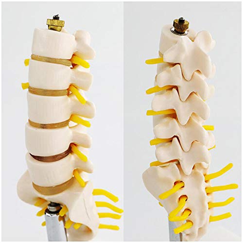 K99 Modelo de anatomía Lumbar de la Columna Vertebral - Modelo anatómico de la Columna Humana: Consta de 5 vértebras lumbares con Discos intervertebrales, Nervios lumbares y médula espinal,Small Size