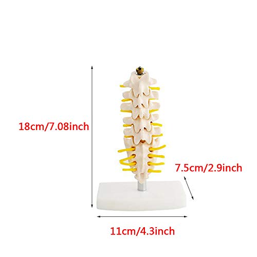 K99 Modelo de anatomía Lumbar de la Columna Vertebral - Modelo anatómico de la Columna Humana: Consta de 5 vértebras lumbares con Discos intervertebrales, Nervios lumbares y médula espinal,Small Size