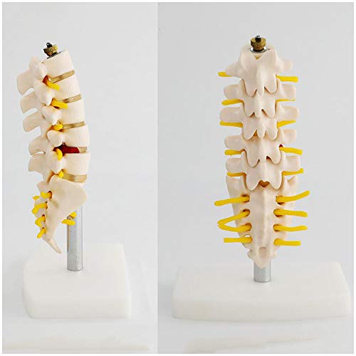 K99 Modelo de anatomía Lumbar de la Columna Vertebral - Modelo anatómico de la Columna Humana: Consta de 5 vértebras lumbares con Discos intervertebrales, Nervios lumbares y médula espinal,Small Size