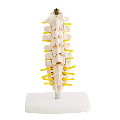 K99 Modelo de anatomía Lumbar de la Columna Vertebral - Modelo anatómico de la Columna Humana: Consta de 5 vértebras lumbares con Discos intervertebrales, Nervios lumbares y médula espinal,Small Size