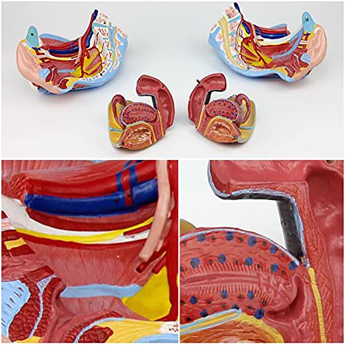 K99 Pelvis Hembra Humana con órganos - Modelo de Pelvis Femenino - con órganos reproductivos y Nervios vasculares, para Herramientas educativas de la Oficina de los médicos