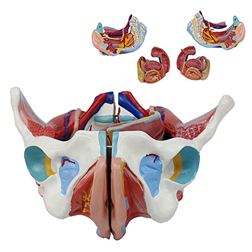 K99 Pelvis Hembra Humana con órganos - Modelo de Pelvis Femenino - con órganos reproductivos y Nervios vasculares, para Herramientas educativas de la Oficina de los médicos