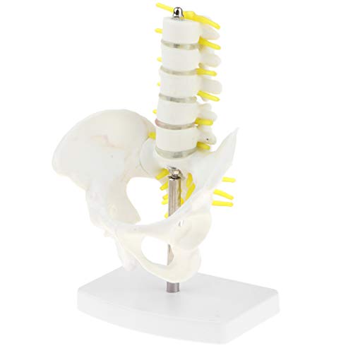 Modelo Anatómico Esquelético de Pelvis Humana y 5 Vértebras Lumbares Suministro de Laboratorio