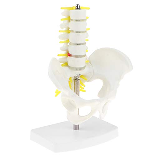 Modelo Anatómico Esquelético de Pelvis Humana y 5 Vértebras Lumbares Suministro de Laboratorio