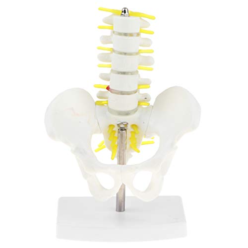 Modelo Anatómico Esquelético de Pelvis Humana y 5 Vértebras Lumbares Suministro de Laboratorio