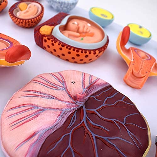 Modelo de anatomía, Anatomía Modelo Cuerpo, Embarazo Humano Modelo de proceso de desarrollo embrionario, fertilización Embryo Embryo Proceso de desarrollo Estructura Modelo Modelo Biología Médicos Ens