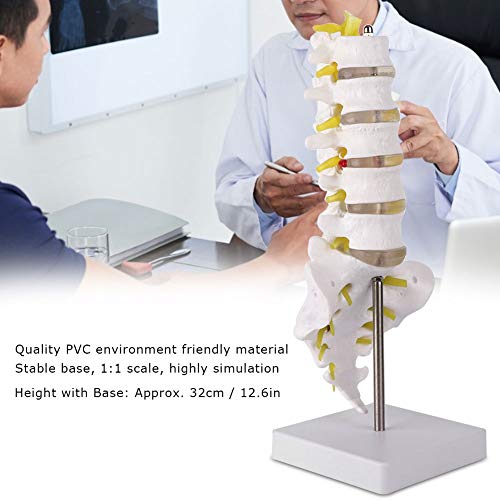 Modelo de Anatomía de Columna Lumbar,Modelo Científico de Mini Columna Vertebral de 12,6"Detalles de Vértebras, Sacro, Cuerpo, Cinco Secciones, Vértebras Lumbares, Disco Blando, para Didáctica de