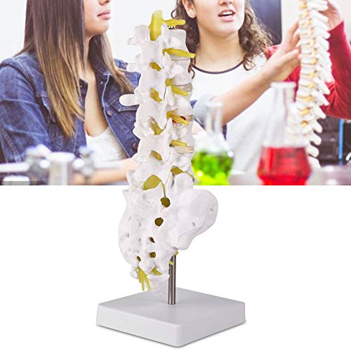 Modelo de Anatomía de Columna Lumbar,Modelo Científico de Mini Columna Vertebral de 12,6"Detalles de Vértebras, Sacro, Cuerpo, Cinco Secciones, Vértebras Lumbares, Disco Blando, para Didáctica de