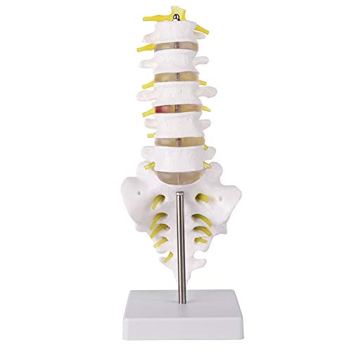 Modelo de Anatomía de Columna Lumbar,Modelo Científico de Mini Columna Vertebral de 12,6"Detalles de Vértebras, Sacro, Cuerpo, Cinco Secciones, Vértebras Lumbares, Disco Blando, para Didáctica de