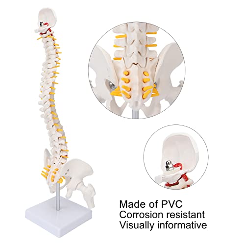 Modelo de Anatomía de la Columna Vertebral,Modelo Científico de Mini Columna Vertebral de 17.7"Detalles de Vértebras, Sacro, Coxis, 24 Vértebras,Disco Blando,Músculo con Hueso Occipital,para Didá