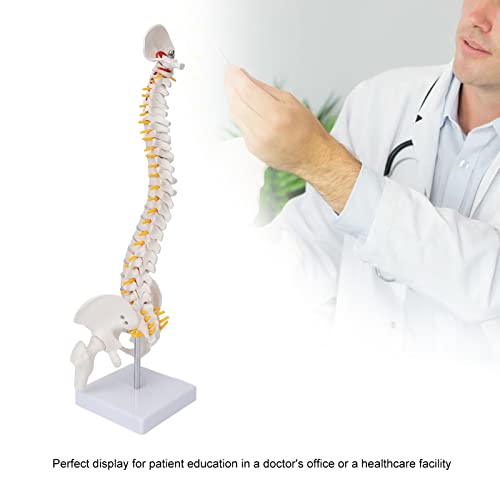 Modelo de Anatomía de la Columna Vertebral,Modelo Científico de Mini Columna Vertebral de 17.7"Detalles de Vértebras, Sacro, Coxis, 24 Vértebras,Disco Blando,Músculo con Hueso Occipital,para Didá