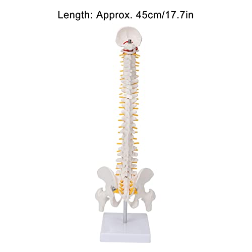 Modelo de Anatomía de la Columna Vertebral,Modelo Científico de Mini Columna Vertebral de 17.7"Detalles de Vértebras, Sacro, Coxis, 24 Vértebras,Disco Blando,Músculo con Hueso Occipital,para Didá