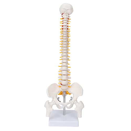 Modelo de Anatomía de la Columna Vertebral,Modelo Científico de Mini Columna Vertebral de 17.7"Detalles de Vértebras, Sacro, Coxis, 24 Vértebras,Disco Blando,Músculo con Hueso Occipital,para Didá