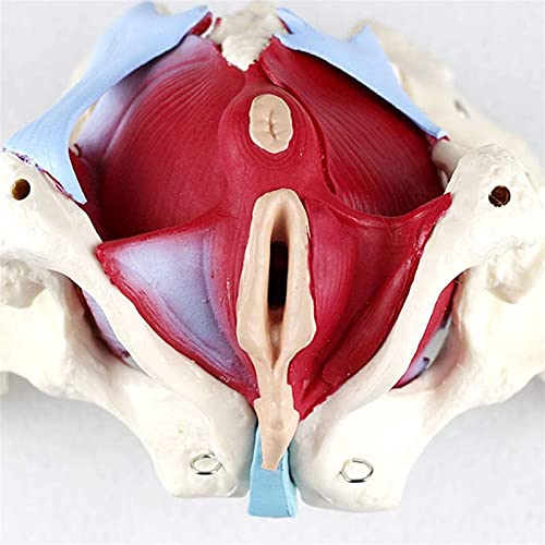 Modelo de anatomía, Modelo de pelvis - Modelo de pelvis femenino anatómico médico - Tamaño de vida Estructura pélvica genital Pelvic Suelo de pélvico Órganos musculares Anatomía médica Enseñanza, Mode