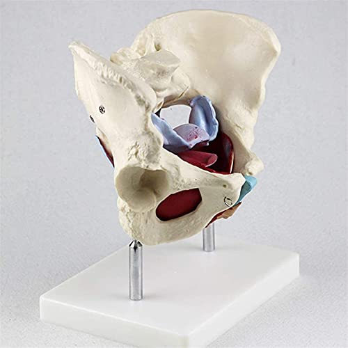 Modelo de anatomía, Modelo de pelvis - Modelo de pelvis femenino anatómico médico - Tamaño de vida Estructura pélvica genital Pelvic Suelo de pélvico Órganos musculares Anatomía médica Enseñanza, Mode