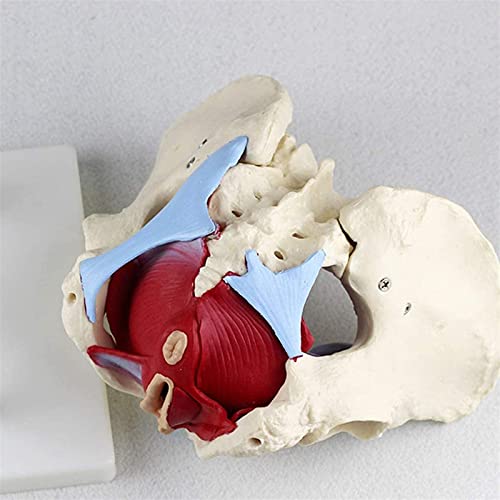 Modelo de anatomía, Modelo de pelvis - Modelo de pelvis femenino anatómico médico - Tamaño de vida Estructura pélvica genital Pelvic Suelo de pélvico Órganos musculares Anatomía médica Enseñanza, Mode