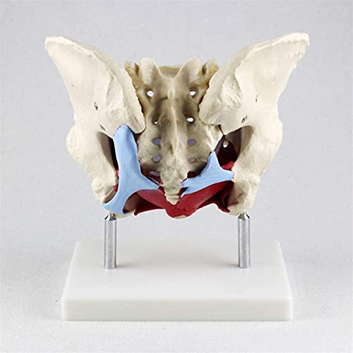 Modelo de anatomía, Modelo de pelvis - Modelo de pelvis femenino anatómico médico - Tamaño de vida Estructura pélvica genital Pelvic Suelo de pélvico Órganos musculares Anatomía médica Enseñanza, Mode