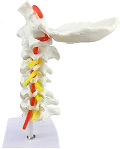 Modelo de anatomía, Modelo educativo Anatomía humana Vértebra cervical, arteria carótida, hueso occipital posterior, disco intervertebral Modelo de espina dorsal de la espina de la enseñanza 1: 1 Mode