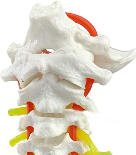 Modelo de anatomía, Modelo educativo Anatomía humana Vértebra cervical, arteria carótida, hueso occipital posterior, disco intervertebral Modelo de espina dorsal de la espina de la enseñanza 1: 1 Mode