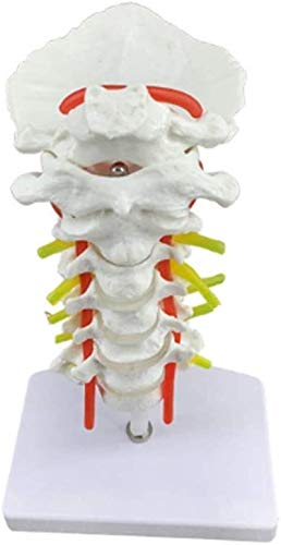 Modelo de anatomía, Modelo educativo Anatomía humana Vértebra cervical, arteria carótida, hueso occipital posterior, disco intervertebral Modelo de espina dorsal de la espina de la enseñanza 1: 1 Mode