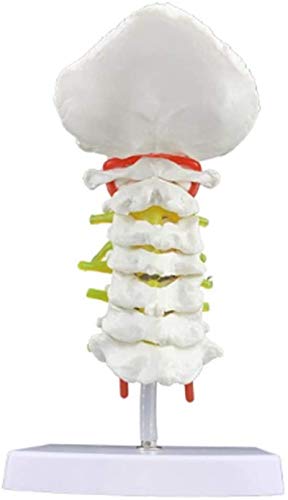 Modelo de anatomía, Modelo educativo Anatomía humana Vértebra cervical, arteria carótida, hueso occipital posterior, disco intervertebral Modelo de espina dorsal de la espina de la enseñanza 1: 1 Mode