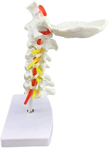 Modelo de anatomía, Modelo educativo Anatomía humana Vértebra cervical, arteria carótida, hueso occipital posterior, disco intervertebral Modelo de espina dorsal de la espina de la enseñanza 1: 1 Mode