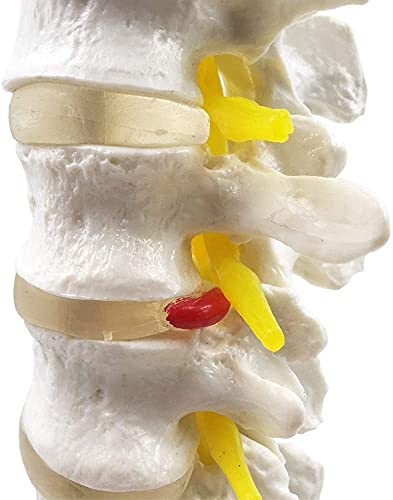 Modelo de anatomía, Muñecas educativas 1: 1 Tamaño de la vida Vertebras lumbar Conjunto de columna vertebral Modelo de anatomía, modelo de la columna humana para el quiropráctico Oficina de osteópatas